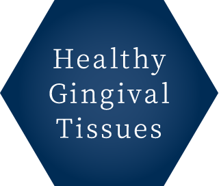 Gingival tissues